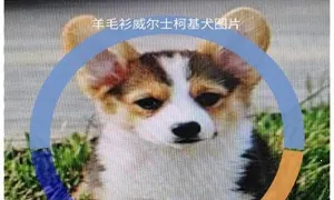 Identify Dog Breeds2025官方正版 Identify Dog Breeds2025官方正版