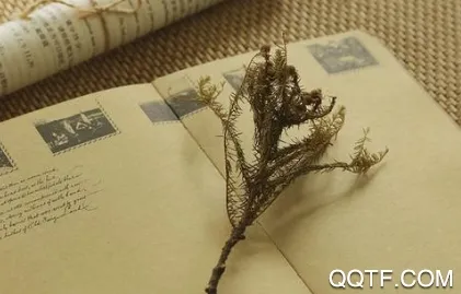 片语2025官方最新版本 片语2025官方最新版本