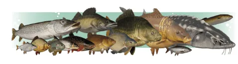 俄罗斯钓鱼4(模拟钓鱼游) 俄罗斯钓鱼4(模拟钓鱼游)