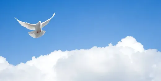 鸽子模拟器2025最新版本 鸽子模拟器2025最新版本