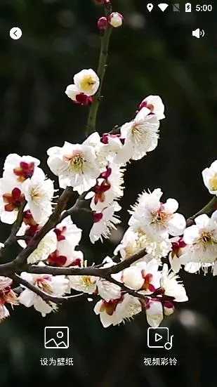 �����ֽ2025�ٷ����°汾