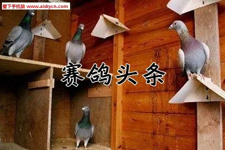 ����ͷ���Ѹ�����2025�ٷ�����