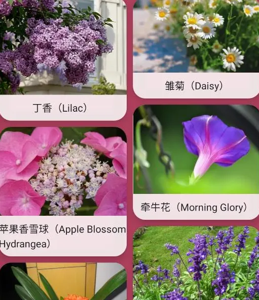 ������ʶ