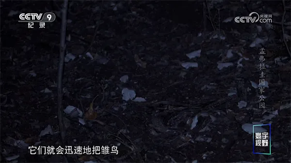 ����TV(������Ƶ�����)