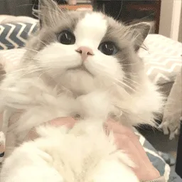 �δ����ǽ��׿���ֻ���