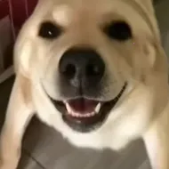 �󹷽���Ϸ������ư�(������ģ����Ϸ)v1.1 ��׿��